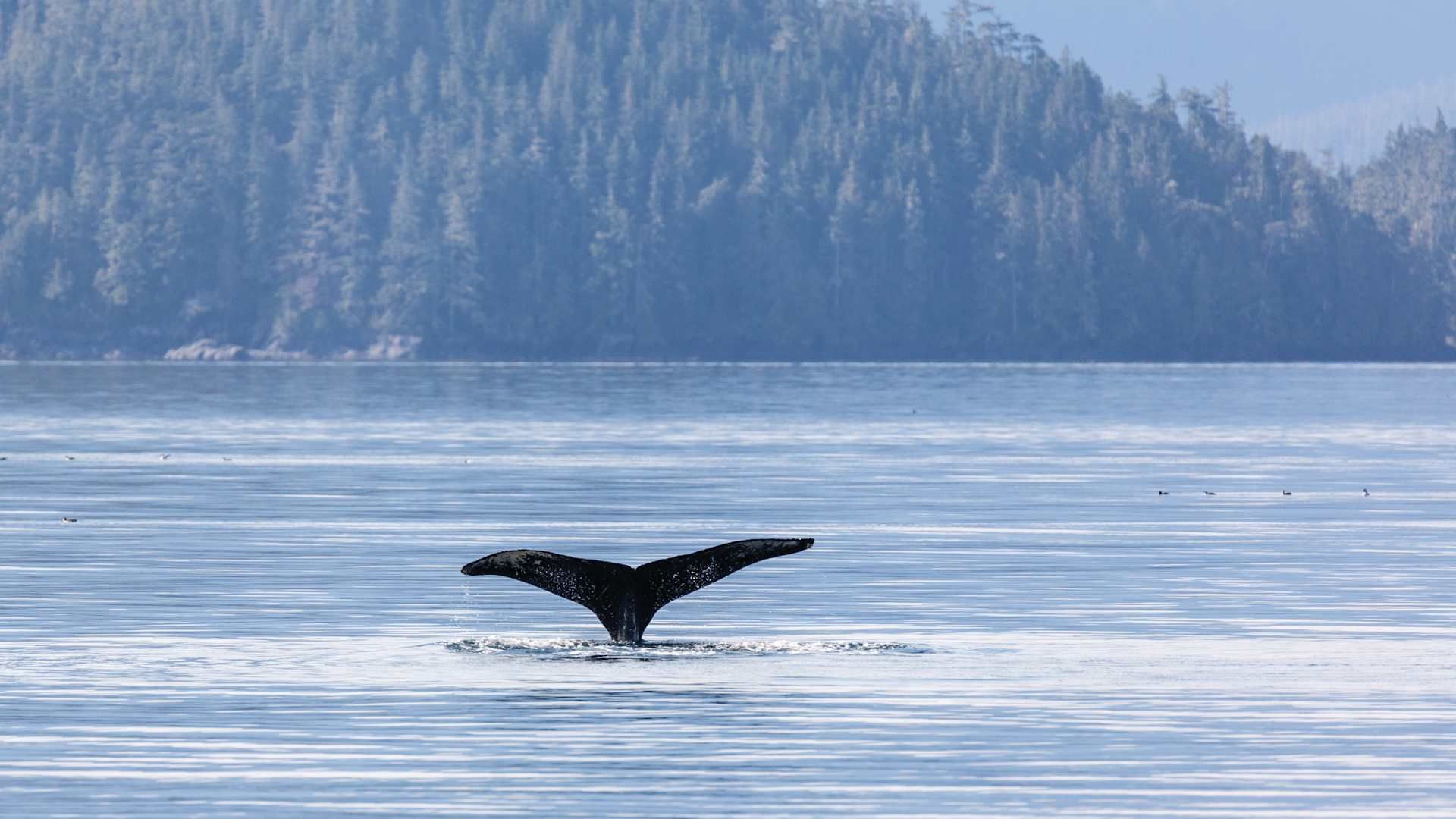 Revel in the beauty of abundant whale populations, offering plenty of opportunities for whale watching.