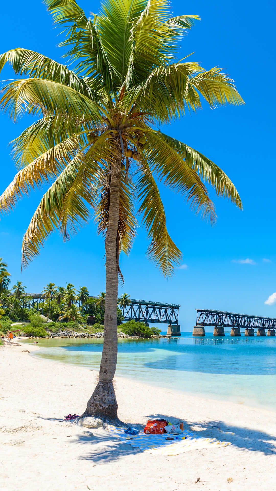 Key West Florida palm tree on a beach looking at the 7 mile bridge